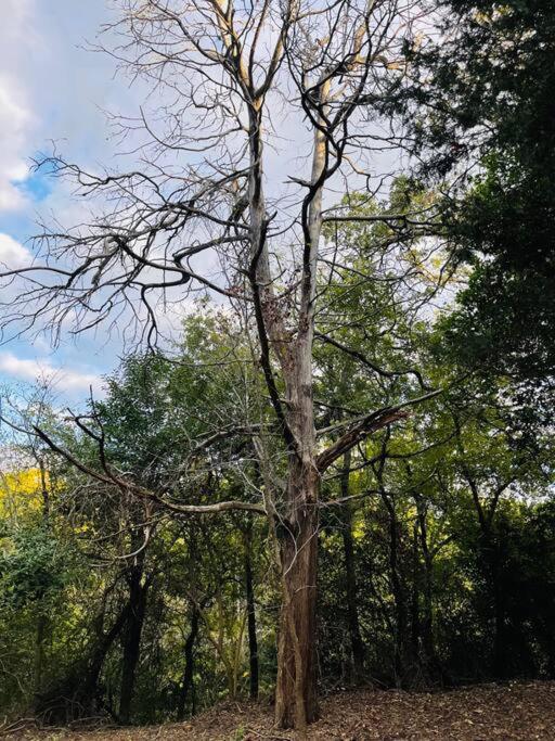 Bastrop Tiny Disc Golf Retreat别墅 外观 照片