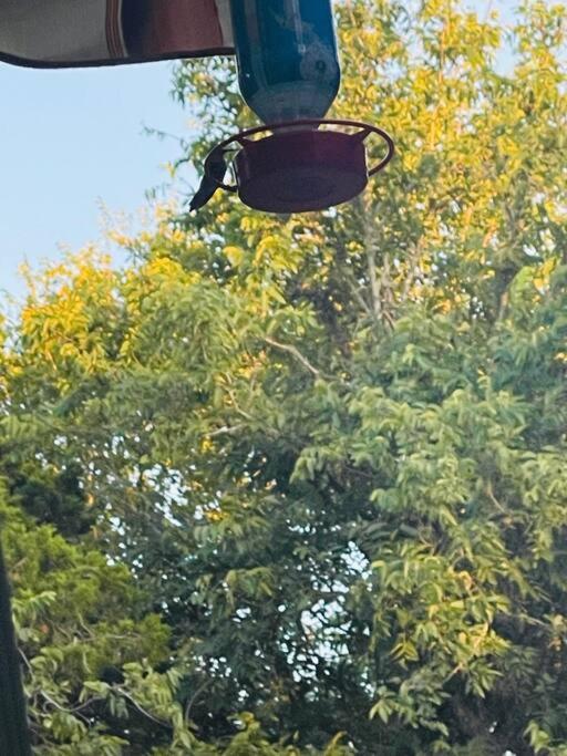 Bastrop Tiny Disc Golf Retreat别墅 外观 照片