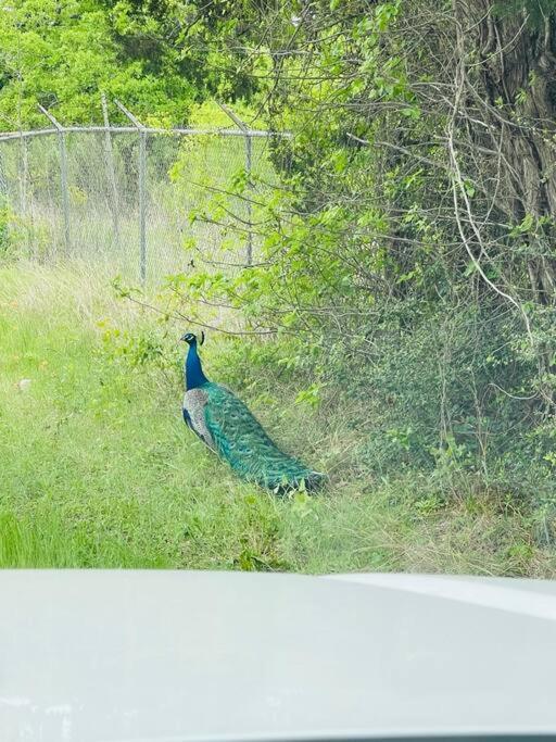 Bastrop Tiny Disc Golf Retreat别墅 外观 照片