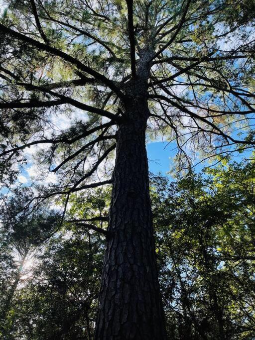 Bastrop Tiny Disc Golf Retreat别墅 外观 照片